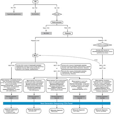 CoDysAn: A Telemedicine Tool to Improve Awareness and Diagnosis for Patients With Congenital Dyserythropoietic Anemia